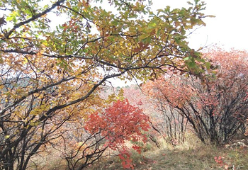 仙台山第 32 张图片