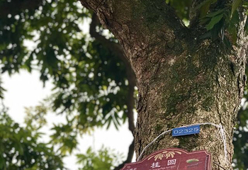 张坝桂圆林旅游区第 17 张图片