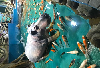 广汉海昌海洋探索馆第 25 张图片