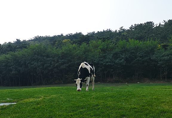 小平岛游艇码头第 15 张图片
