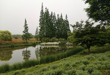 花开海上生态园第 40 张图片