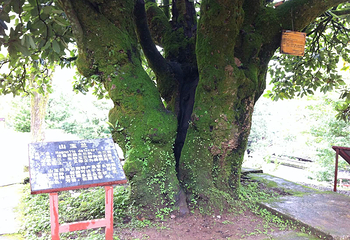 玉峰寺第 22 张图片