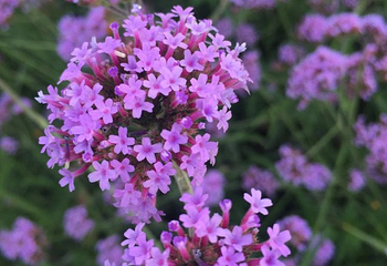 紫海蓝山薰衣草庄园第 17 张图片