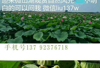 微山岛景区第 27 张图片