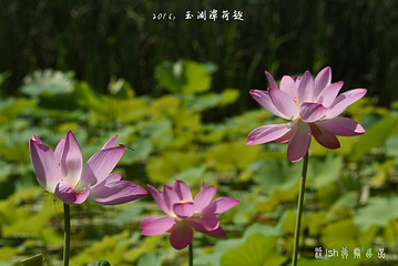 玉渊潭公园第 62 张图片