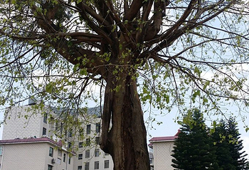 树包塔第 50 张图片