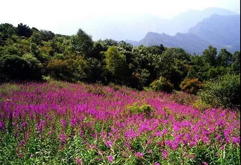 万花山第 14 张图片