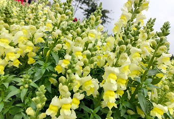 音乐百花谷第 31 张图片