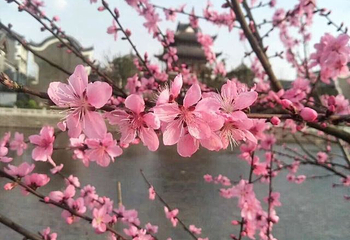 《桃花源记》大型溪流漫游实景演出第 15 张图片