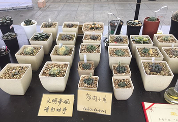 上海多肉植物展第 7 张图片