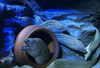 新加坡海洋生物园第 8 张图片