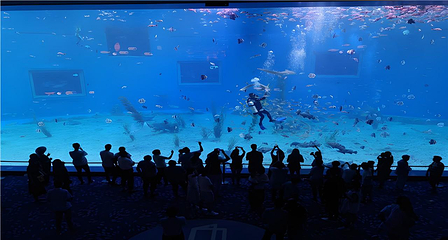 日照海洋公园第 41 张图片