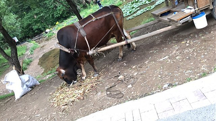 燕东生态观光园第 15 张图片