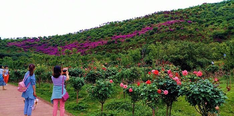 杨梅基地第 16 张图片