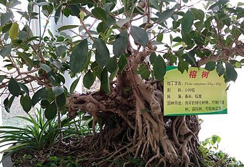 八桂田园第 17 张图片