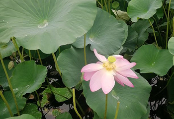 莲花湖国家城市湿地公园第 29 张图片