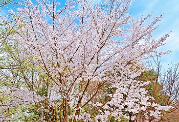 青龙寺第 64 张图片