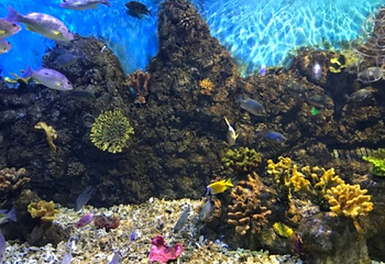 广汉海昌海洋探索馆第 22 张图片