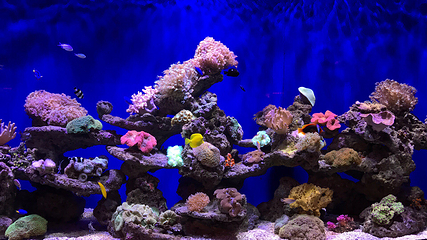 北海海底世界第 59 张图片