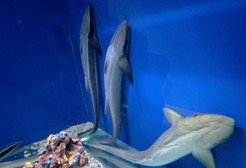 长春中泰海洋世界第 49 张图片