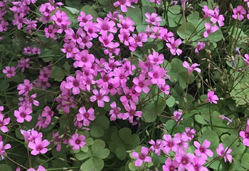 杭州湾海上花田第 48 张图片