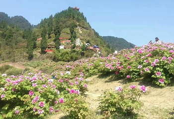 重庆垫江牡丹生态旅游区第 10 张图片