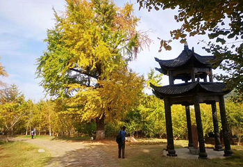 千年银杏谷文化旅游区第 45 张图片