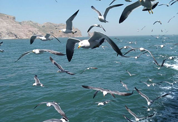 蓬莱仙岛海上游第 17 张图片
