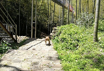 猴王谷景区第 6 张图片