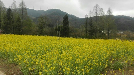 黄柏山国家森林公园第 23 张图片