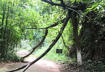 厦门园林植物园-中岩寺第 4 张图片
