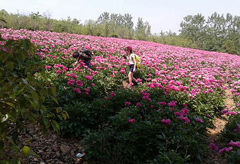 上阮花视界第 10 张图片