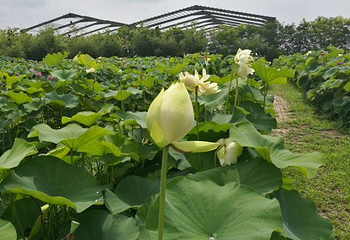 沣东荷苑第 11 张图片