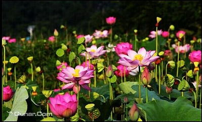 鑫农湖荷花湿地公园第 6 张图片