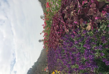 花海欢乐世界第 27 张图片