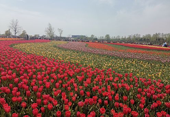 荷兰花海第 44 张图片