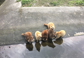 新光兆丰休闲农场第 36 张图片