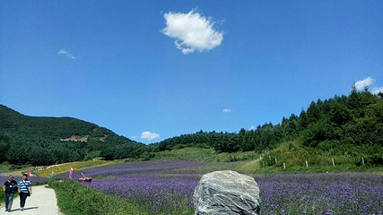 岗山花海第 25 张图片