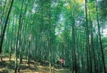 赤水竹海公园第 25 张图片