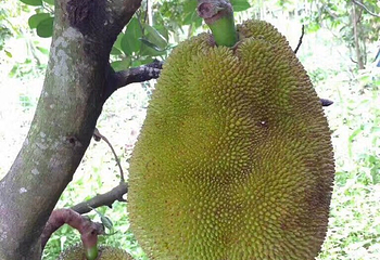 一棵树庄园第 8 张图片
