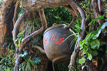 大理苍山植物园第 48 张图片