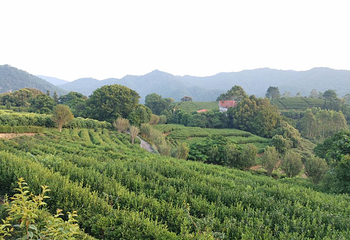 雁南飞茶田景区第 67 张图片