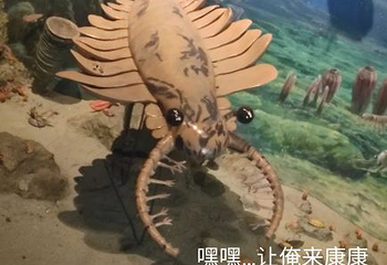 重庆自然博物馆第 12 张图片