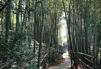 石塘竹海第 11 张图片