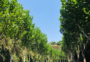 重庆园博园第 51 张图片