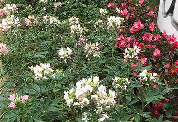 新余今日百花欢乐大世界第 5 张图片