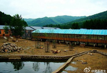 横道河子东北虎林园第 68 张图片