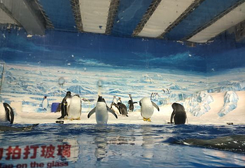哈尔滨极地公园·海洋馆第 59 张图片