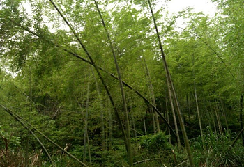 梅岭竹海明珠第 34 张图片