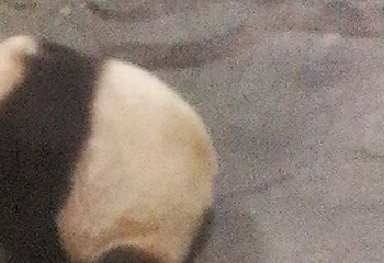 下渚湖熊猫园第 33 张图片